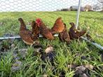 Sebright kippen gesekst en ingeënt Goudzwartgezoomd, Dieren en Toebehoren, Vrouwelijk, Kip