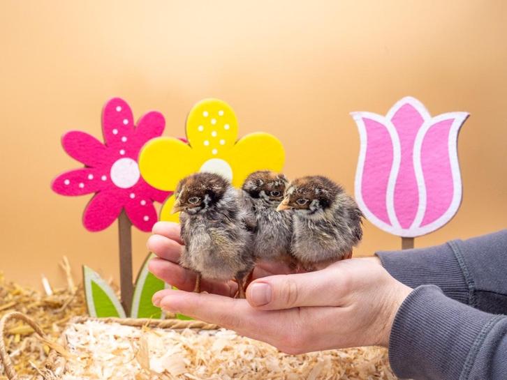 Barnevelder kuikens zilver gezoomd hennen, gesekst + ingeënt, Dieren en Toebehoren, Pluimvee, Kip, Vrouwelijk
