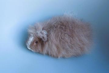2 mooie CH teddy cavia's beschikbaar voor biedingen