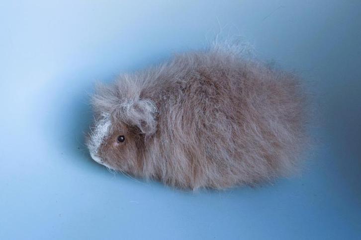 2 mooie CH teddy cavia's, Dieren en Toebehoren, Knaagdieren, Mannelijk, Cavia, Januari, Tam