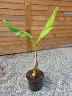 bananenboom, Tuin en Terras, Planten | Tuinplanten, Zomer, Vaste plant, Overige soorten, Ophalen