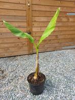 bananenboom, Zomer, Vaste plant, Overige soorten, Ophalen