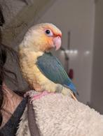 Volledig tamme baby Pyrrhura net zelfstandig, Meerdere dieren, Papegaai, Geringd