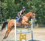 Brave 7-jarige D sportpony, Dieren en Toebehoren, Pony's, Merrie, L, D pony (1.37m tot 1.48m), 7 tot 10 jaar