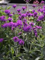 Verbena rigida venosa, Ophalen