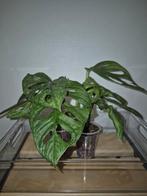 Menthe Monstera adansonii, Enlèvement ou Envoi