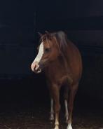 Welsh pony merrie, Dieren en Toebehoren, Merrie