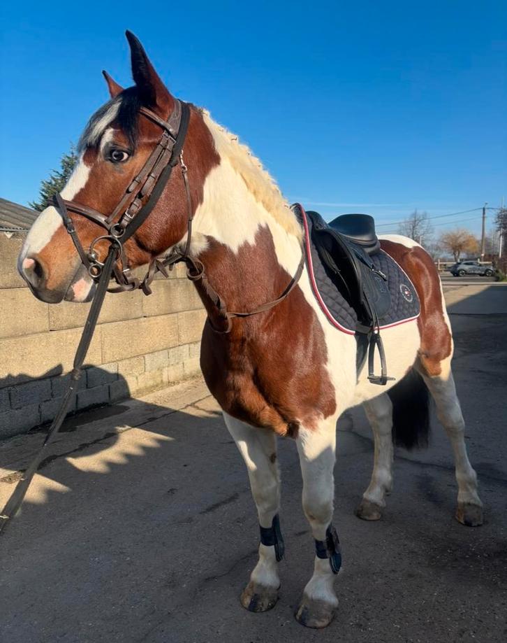 Knappe 3,5j E pony ruin - klinisch en RX goedgekeurd, Dieren en Toebehoren, Paarden, Ruin, Zadelmak