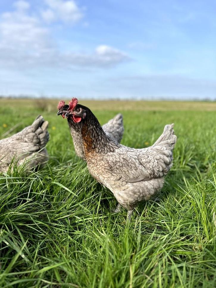 Jonge tamme bleu de landes kippen hennen gesekst en ingeënt, Dieren en Toebehoren, Pluimvee, Kip, Vrouwelijk
