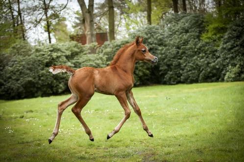 Étalon pur-sang arabe, Animaux & Accessoires, Chevaux, Étalon, Ne s'applique pas, 0 à 2 ans, Avec pedigree, Avec puce électronique