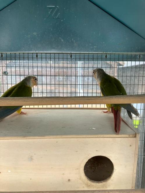 2 MOOIE PYRRHURA S MET OF ZONDER KOOI NU 100 EURO, Dieren en Toebehoren, Vogels | Parkieten en Papegaaien, Papegaai, Meerdere dieren
