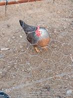 Broedeieren leghorn zilverpatrijs, Dieren en Toebehoren, Pluimvee, Geslacht onbekend, Kip