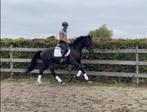 Prachtige 4jarige dressuur ruin te koop, Dieren en Toebehoren, Gechipt, Ruin, Dressuurpaard, Zadelmak
