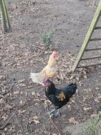 Mooie haantjes te koop, Dieren en Toebehoren, Pluimvee