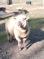 Schapen ooi, Dieren en Toebehoren, Schapen, Geiten en Varkens