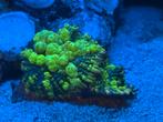 Koraal / Koralen, Dieren en Toebehoren, Vissen | Aquariumvissen