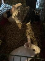 Konijn met 3 jongeren, Dieren en Toebehoren