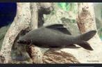 Zeldzame giant labeo, chrysophe kadion (black shark), Animaux & Accessoires, Poissons | Poissons d'aquarium
