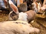 Zeer mooie konijnen.., Dieren en Toebehoren, Konijnen