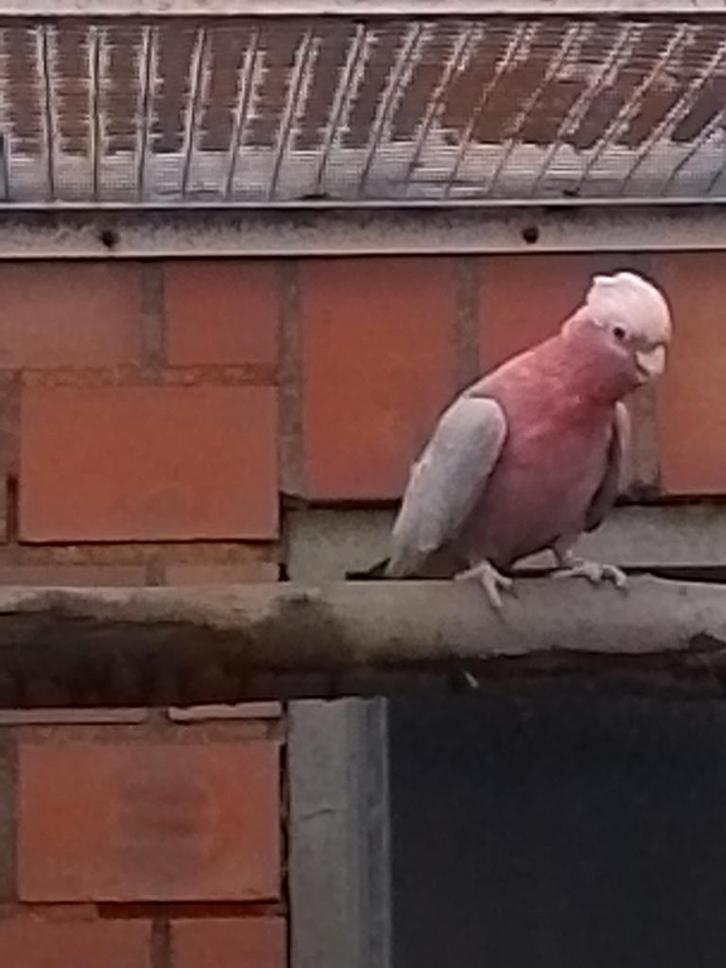0-1 Rose kaketoe 2017, Animaux & Accessoires, Oiseaux | Perruches & Perroquets, Perroquet, Femelle, Bagué