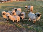 Walliser Schwarznase Schapen, Dieren en Toebehoren, Schapen, Geiten en Varkens, Meerdere dieren, Schaap, 0 tot 2 jaar