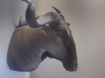 gnoe / wildebeest opgezet voor muurmontage taxidermie, Ophalen, Gebruikt, Wild dier, Opgezet dier