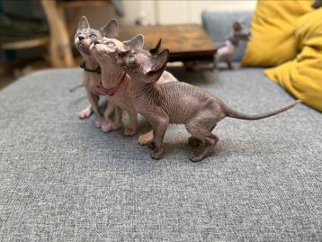 prachtige sphynx kittens, Dieren en Toebehoren, Meerdere dieren, Gechipt, 0 tot 2 jaar
