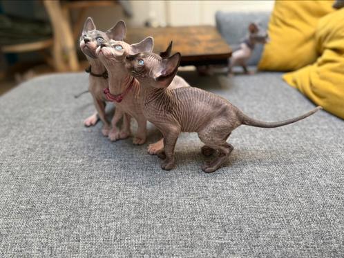 prachtige sphynx kittens, Dieren en Toebehoren, Katten en Kittens | Raskatten | Korthaar, Meerdere dieren, 0 tot 2 jaar, Met stamboom