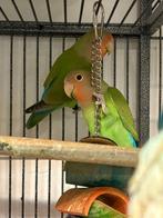 Koppel Dwergpapegaai, Dieren en Toebehoren