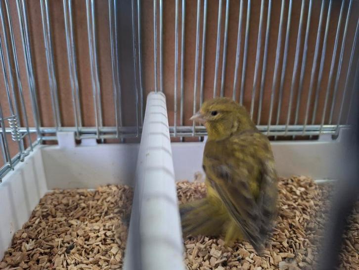 Mooie zwart grijsvleugel geel pop te koop, Dieren en Toebehoren, Vogels | Kanaries, Kleurkanarie, Vrouwelijk