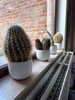 cactussen, Huis en Inrichting, Kamerplanten, Ophalen