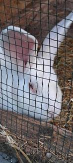 Kweekram Duitse reus blue sable, Dieren en Toebehoren
