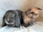 Prachtig mooi zeer lief handtam koppeltje Minilop konijntjes, Meerdere dieren, Klein, Hangoor, 0 tot 2 jaar