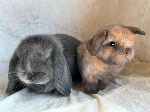 Prachtig mooi zeer lief handtam koppeltje Minilop konijntjes, Dieren en Toebehoren, Konijnen, Klein, Meerdere dieren, 0 tot 2 jaar