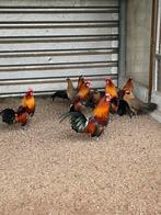 Rode kamhoen, Dieren en Toebehoren, Meerdere dieren, Kip