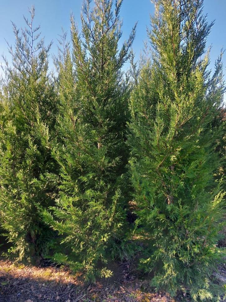 Ciprés de leylandii (haies vertes/coniféres), Jardin & Terrasse, Plantes | Arbustes & Haies, Conifère, 100 à 250 cm, Enlèvement