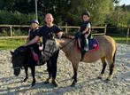 2 recrea pony's te koop, Dieren en Toebehoren, B