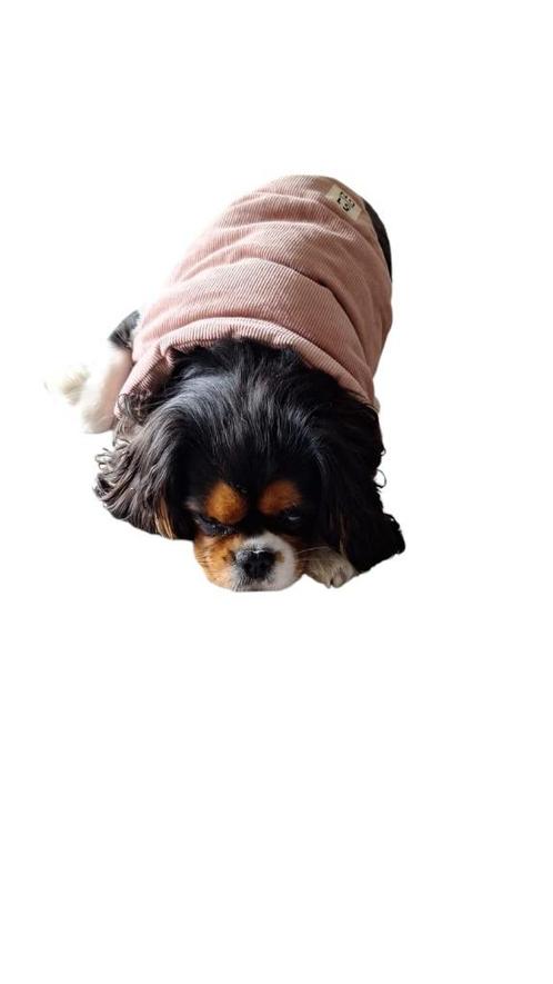 hondenjasje 51degreesnorth, Dieren en Toebehoren, Hondenkleding, Nieuw, Hondenbodywarmer, Ophalen of Verzenden