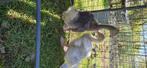 Recherche parcelle pour animaux