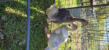 Recherche parcelle pour animaux