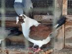 Dikke duiven, Dieren en Toebehoren, Vogels | Duiven, Overige soorten