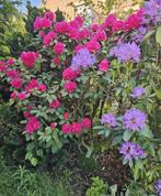 Rhododendron, Jardin & Terrasse, Plantes | Jardin, Autres espèces, Enlèvement ou Envoi, Plante fixe