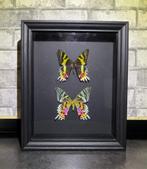 Vlinders in kader, Verzamelen, Ophalen, Gebruikt, Insect, Opgezet dier