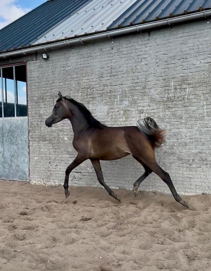 Arabische volbloed hengst, Dieren en Toebehoren, Paarden en Pony's | Dekhengsten en Fokmerries, Hengst