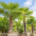 Trachycarpus Fortunei Exotische Palm voor elk klimaat, Tuin en Terras, Vaste plant, Halfschaduw, Zomer, Ophalen