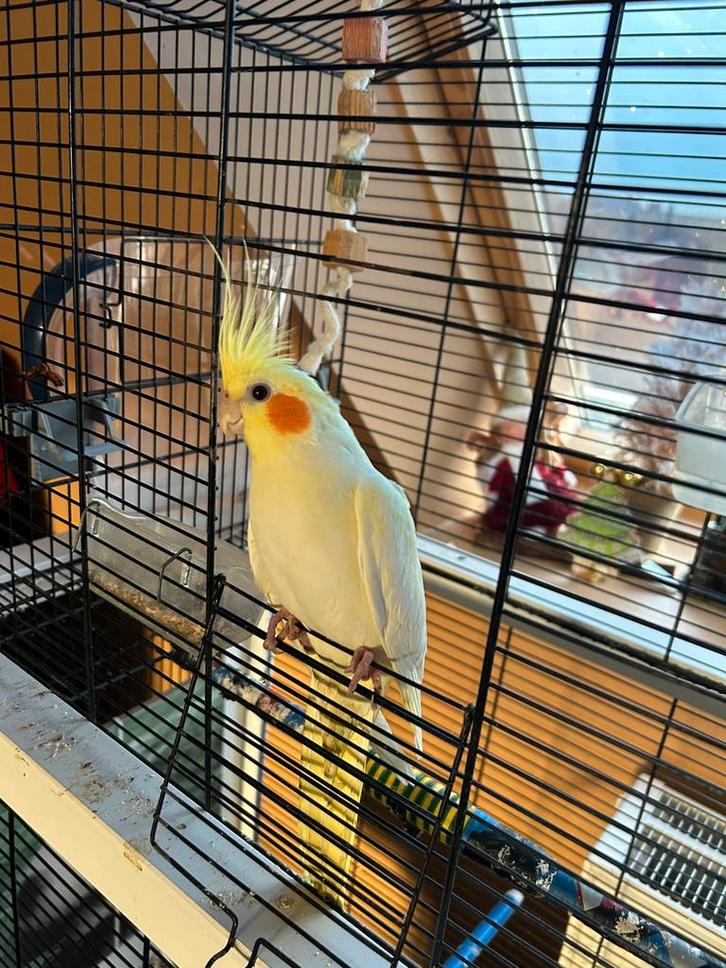 Mooie valkparkiet, Dieren en Toebehoren, Vogels | Parkieten en Papegaaien, Tam