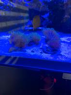 Sarcophyton sp leder koraal, Dieren en Toebehoren, Vissen | Aquariumvissen