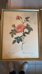 Ensemble de 3 estampes de PJ Redouté, Enlèvement