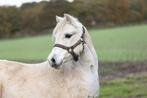 Welsh A merrie, Dieren en Toebehoren, Merrie, A pony (tot 1.17m), Gechipt, 11 jaar of ouder