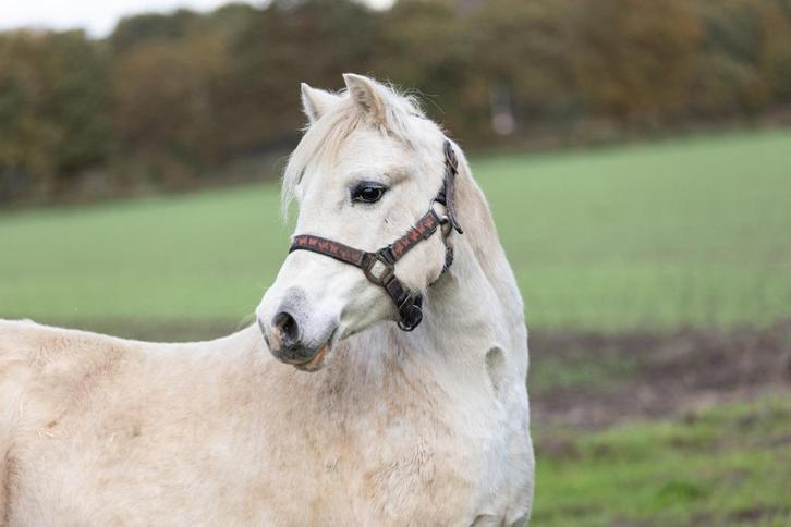 Welsh A merrie, Dieren en Toebehoren, Pony's, Merrie, A pony (tot 1.17m), 11 jaar of ouder, Met stamboom, Gechipt, Ontwormd, Ingeënt